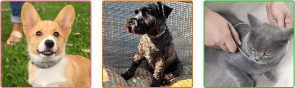 Fur Sweep Collar customer reviews